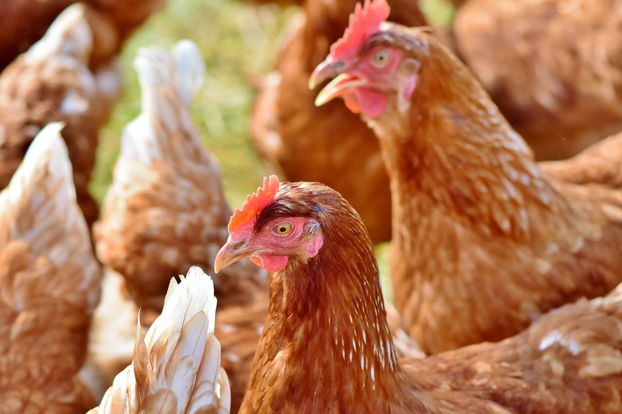 Espírito Santo registra primeiro caso suspeito de gripe aviária em humanos